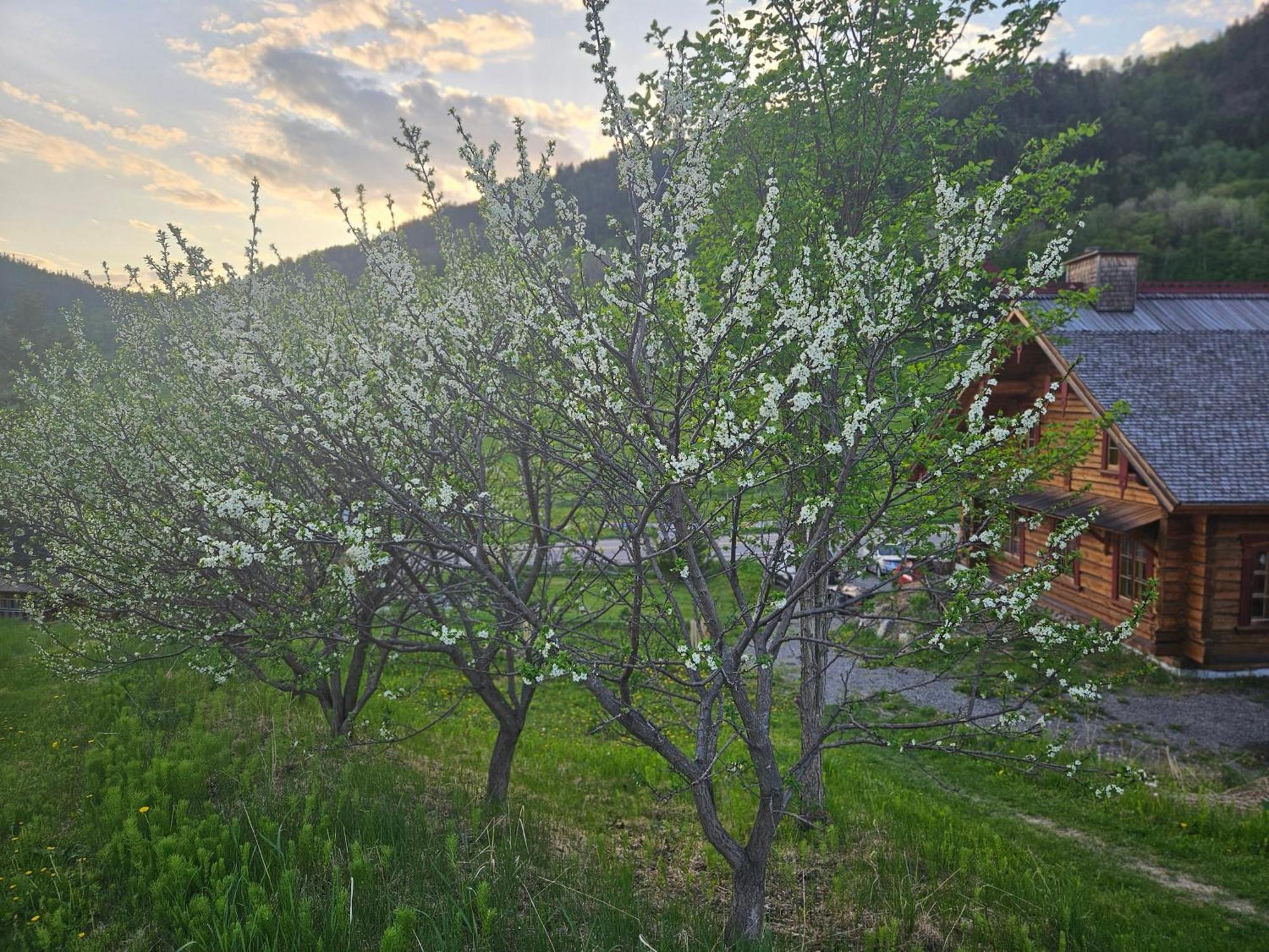 Le Repaire Viking Bed and Breakfast Sainte-Rose-du-Nord Buitenkant foto